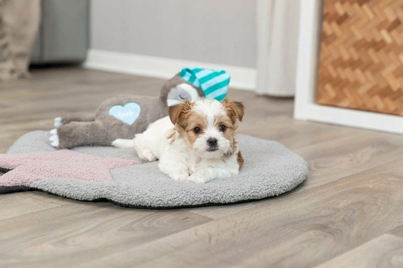 Lodër plush për qen Trixie TX-36166, përtac me rrahje zemre, 34 cm, bateri LR44, shumëngjyrëshe