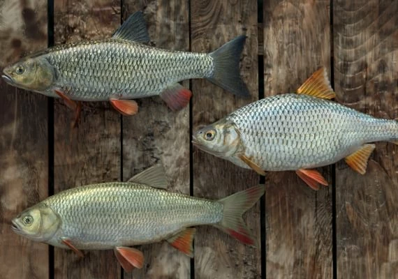 Professional Fishing - Catfish Kit DLC EN/DE/FR/IT/PL/RU/ZH/ES Global