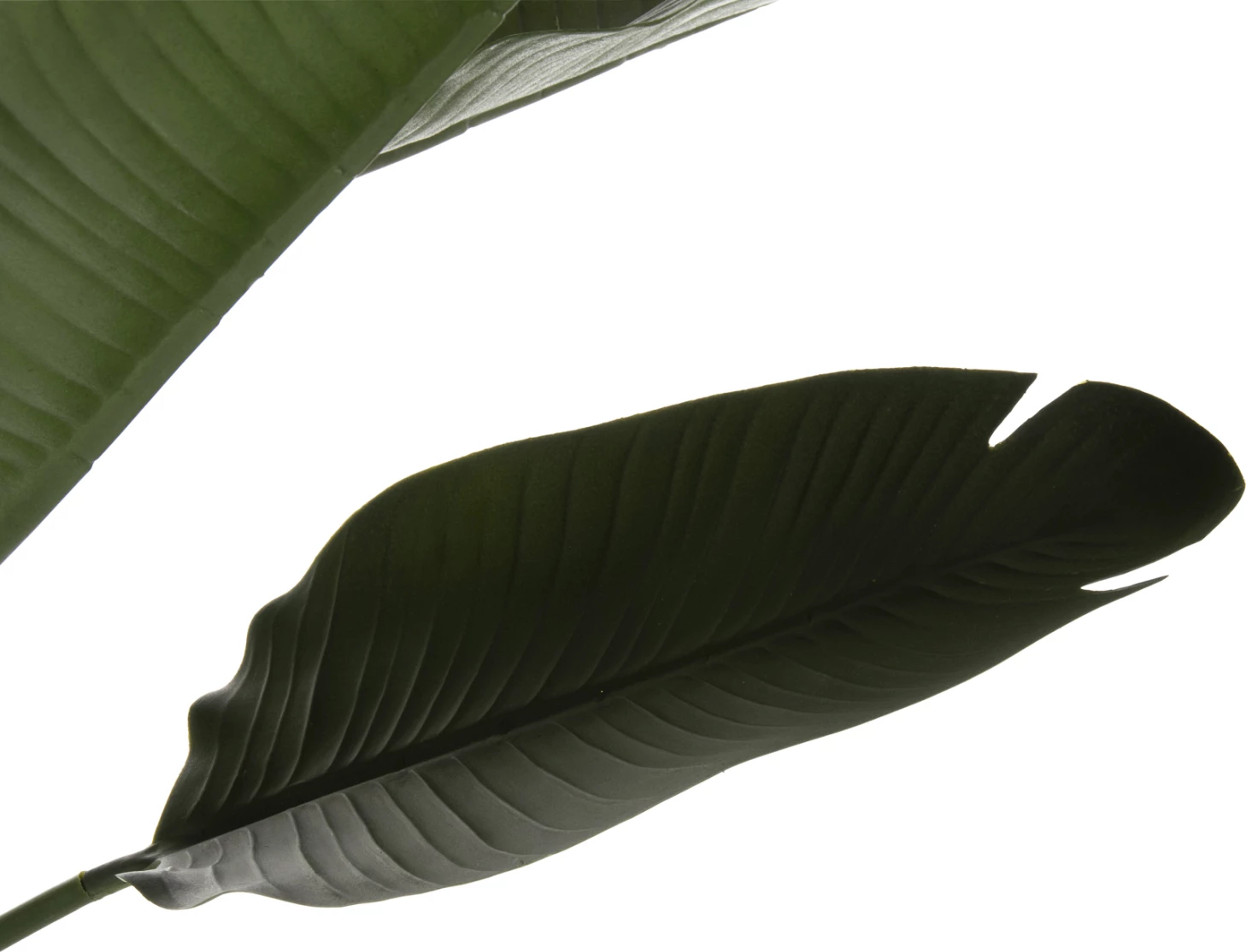 Bimë sintetike dekorative në vazo, FH7981, Strelitziaceae, Φ17x14,5-137Hcm