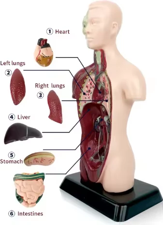 Model anatomik i trupit të njeriut MAO, me organe të lëvizshme