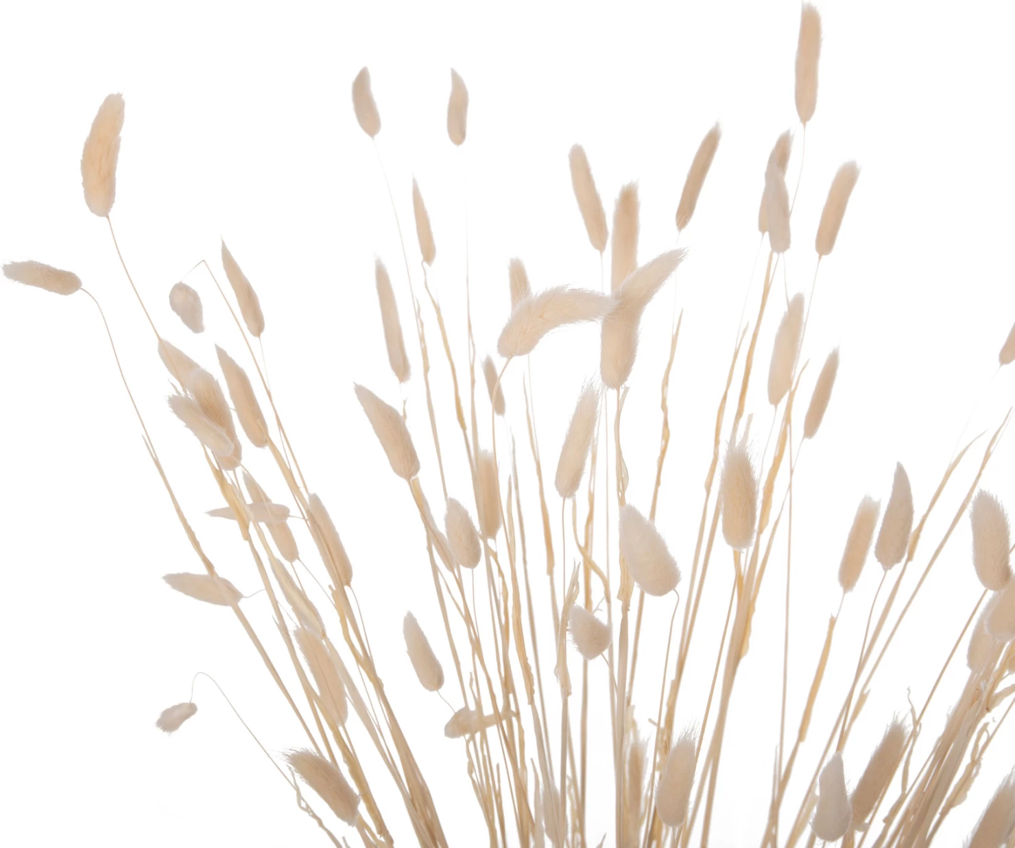 Buqetë dekorative e tharë, bisht lepuri, FH7959, krem, 76H cm