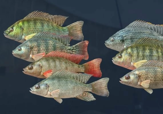 Ultimate Fishing Simulator - Kariba Dam DLC Global