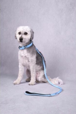 Kollare për qen Flamingo, e kaltër, 31-39cm