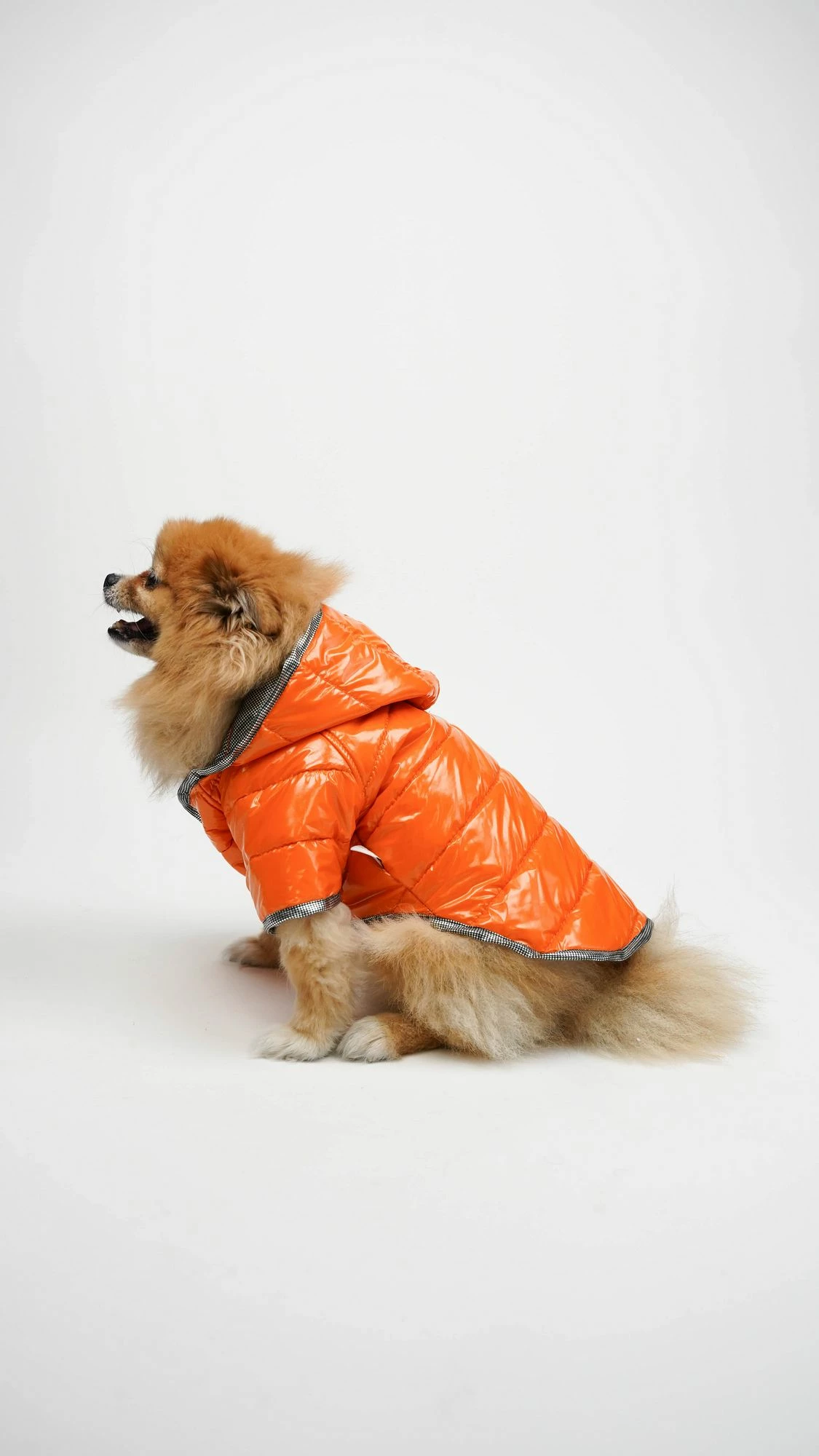 Hoodie për qen, Moncler, portokalli, XXL