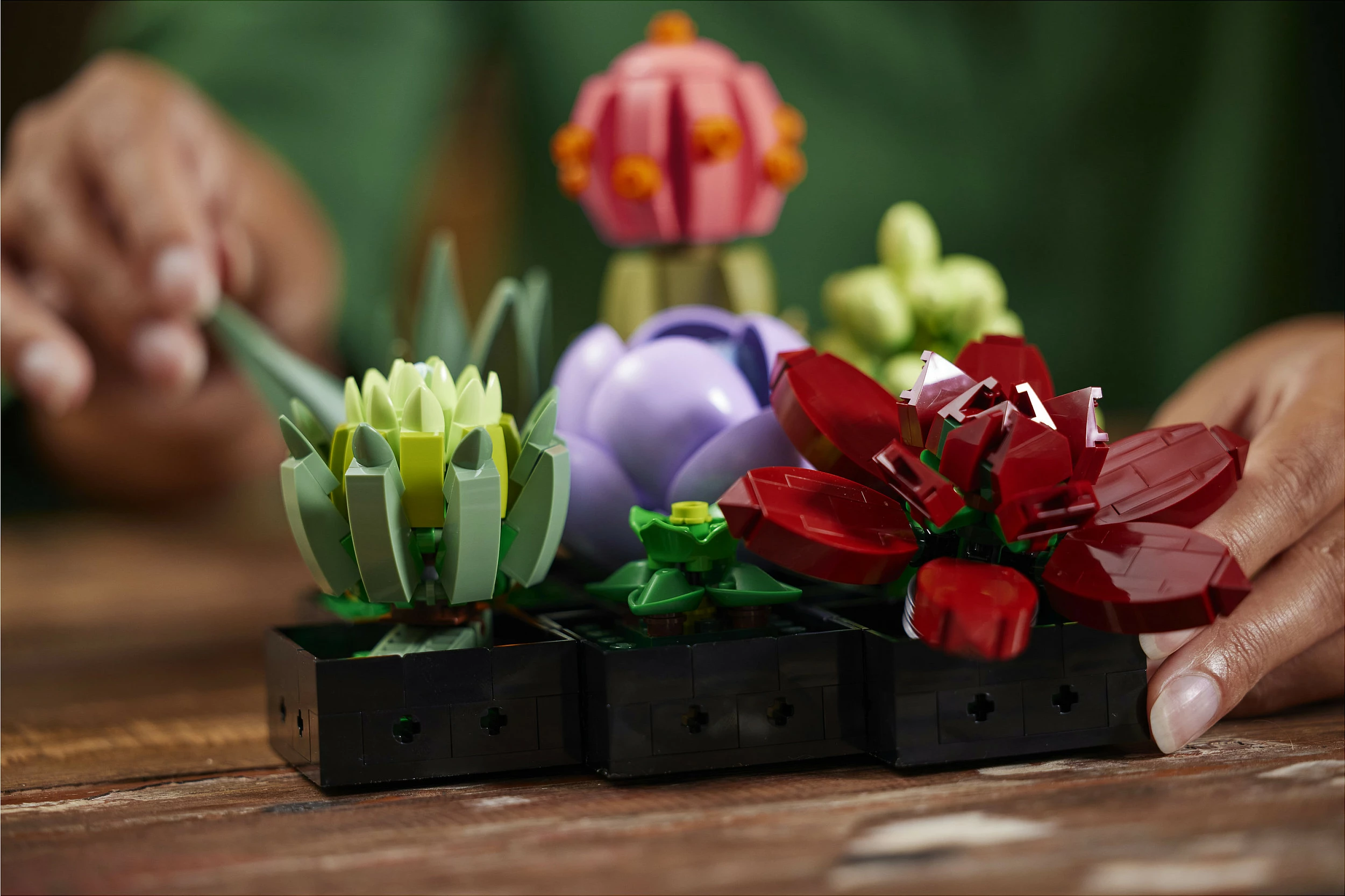 Set ndërtimi LEGO Botanicals Succulents 10309, 771 copë, 18+, multikolor