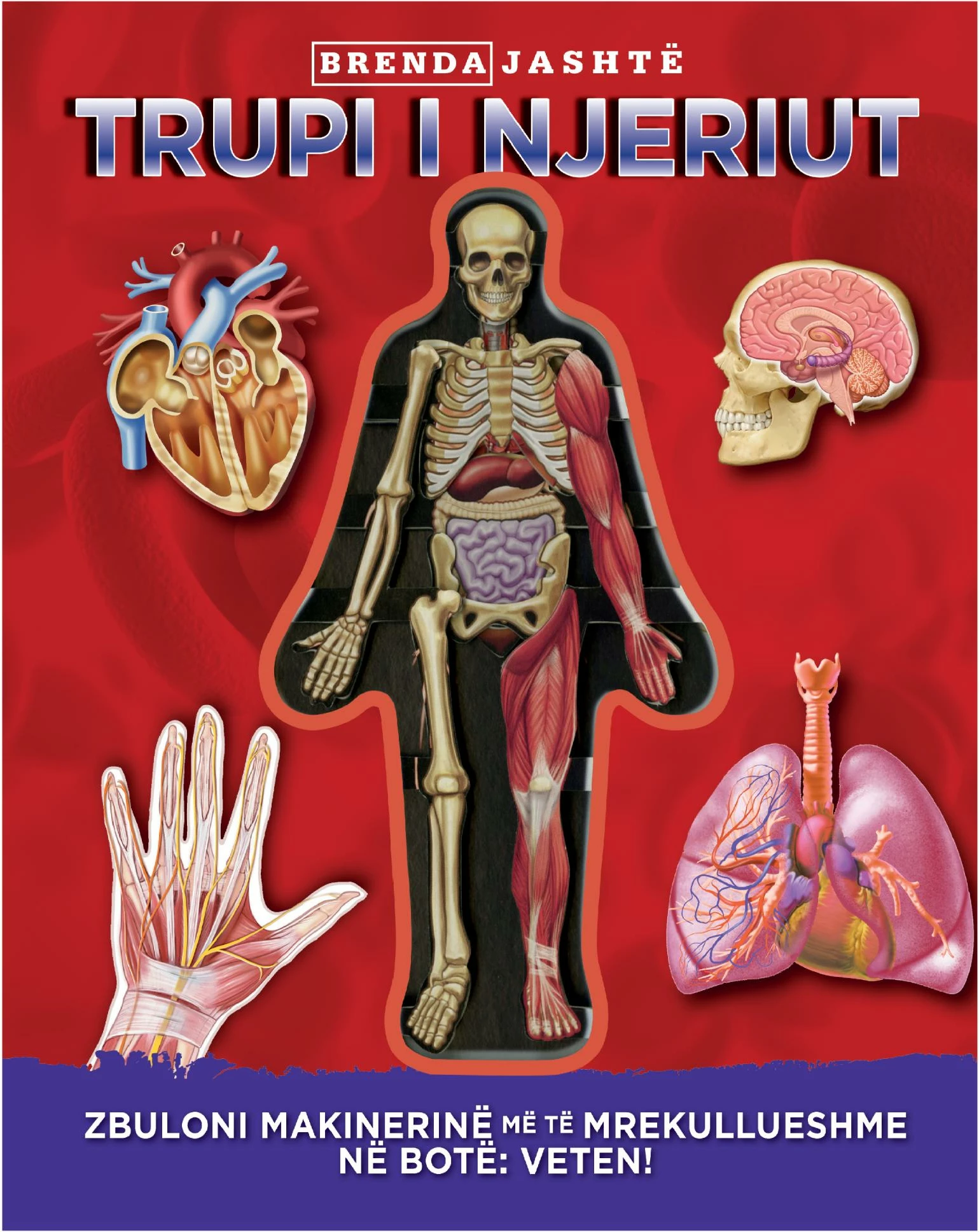 Trupi i njeriut (Brenda Jashte)