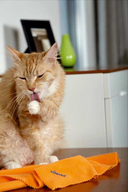 Leckë pluhuri Vileda Dust 141302 mikrofibër, portokalli