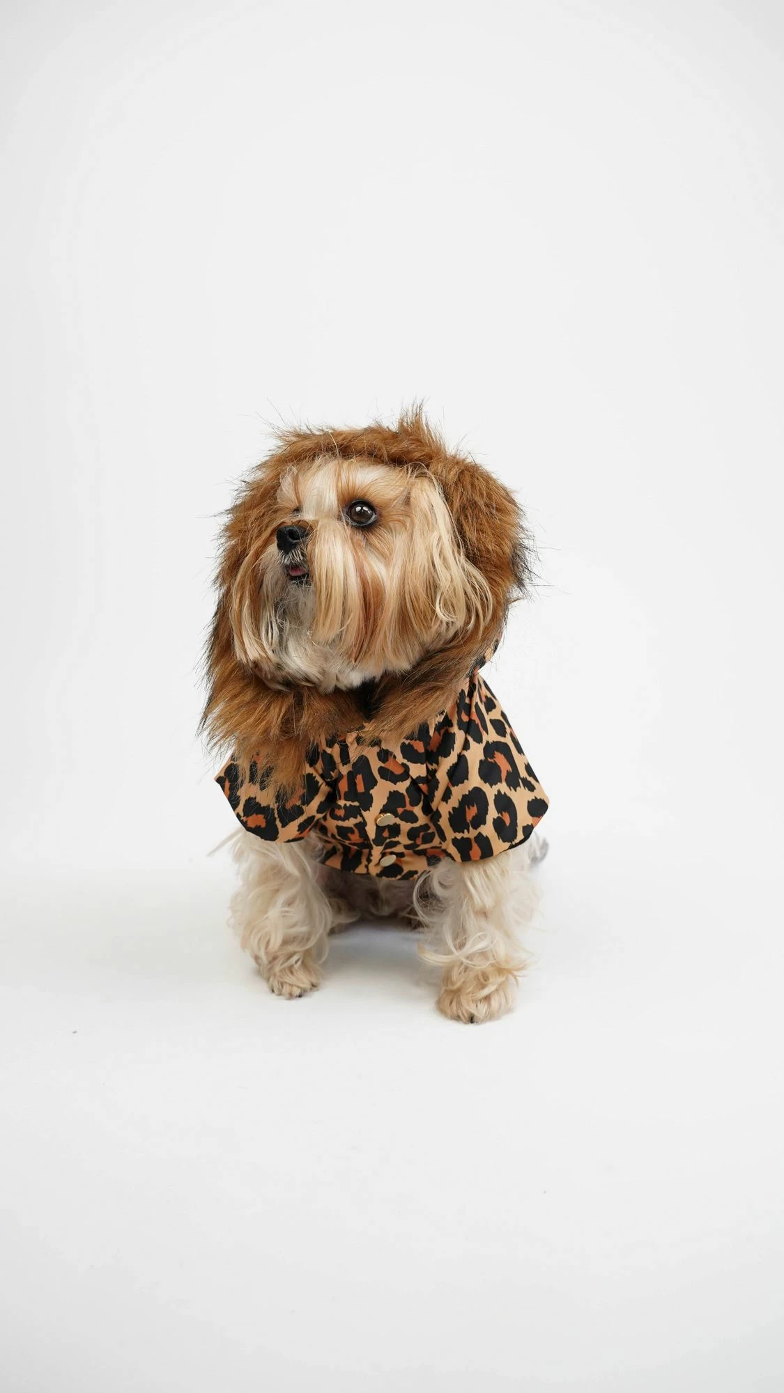 Hudi për qen, leopard, shumëngjyrëshe, XXL