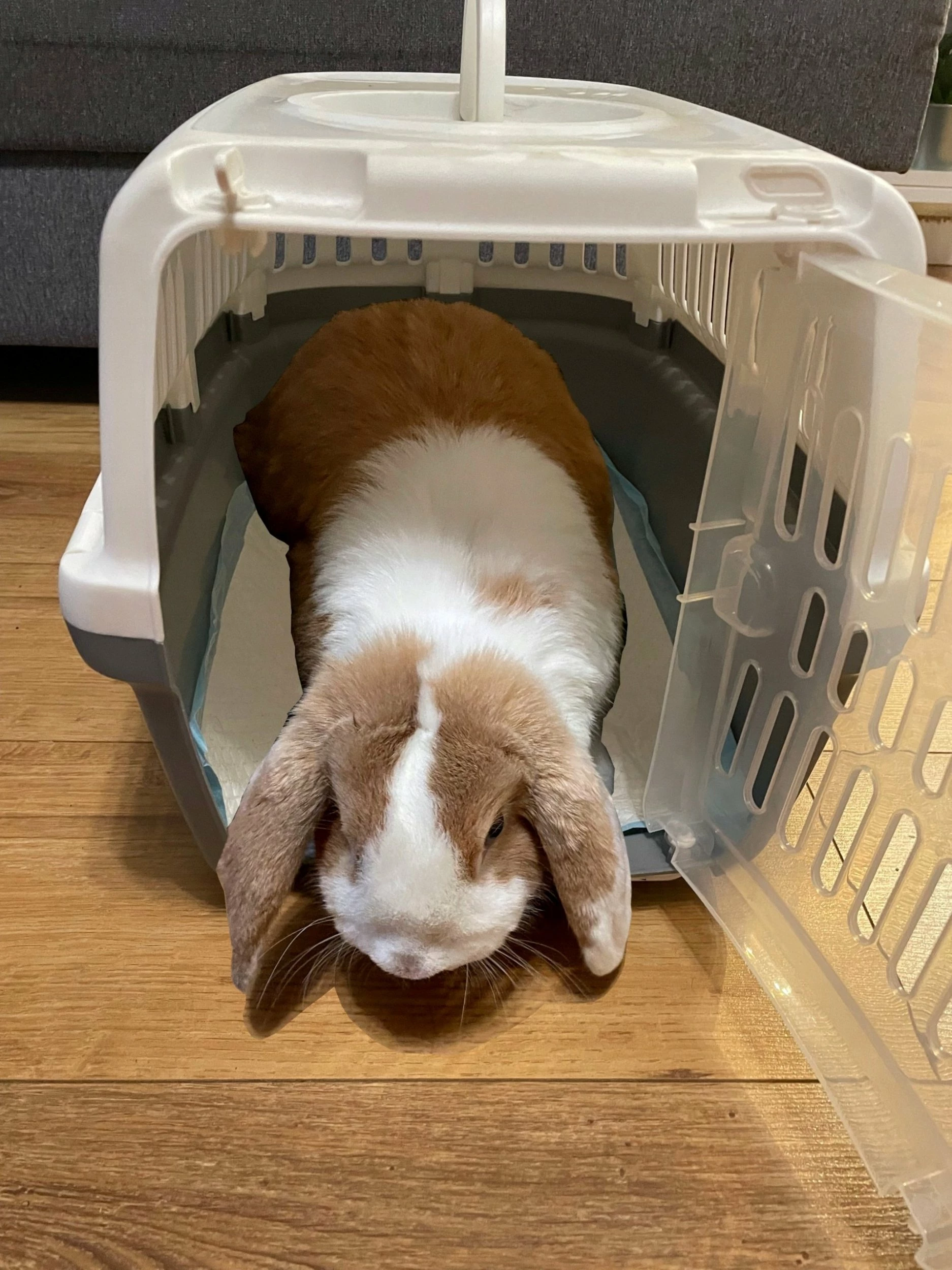 Pllaka higjienike për kafshë Bounn 45x60 cm, absorbim deri 500 ml, 100 copë, blu