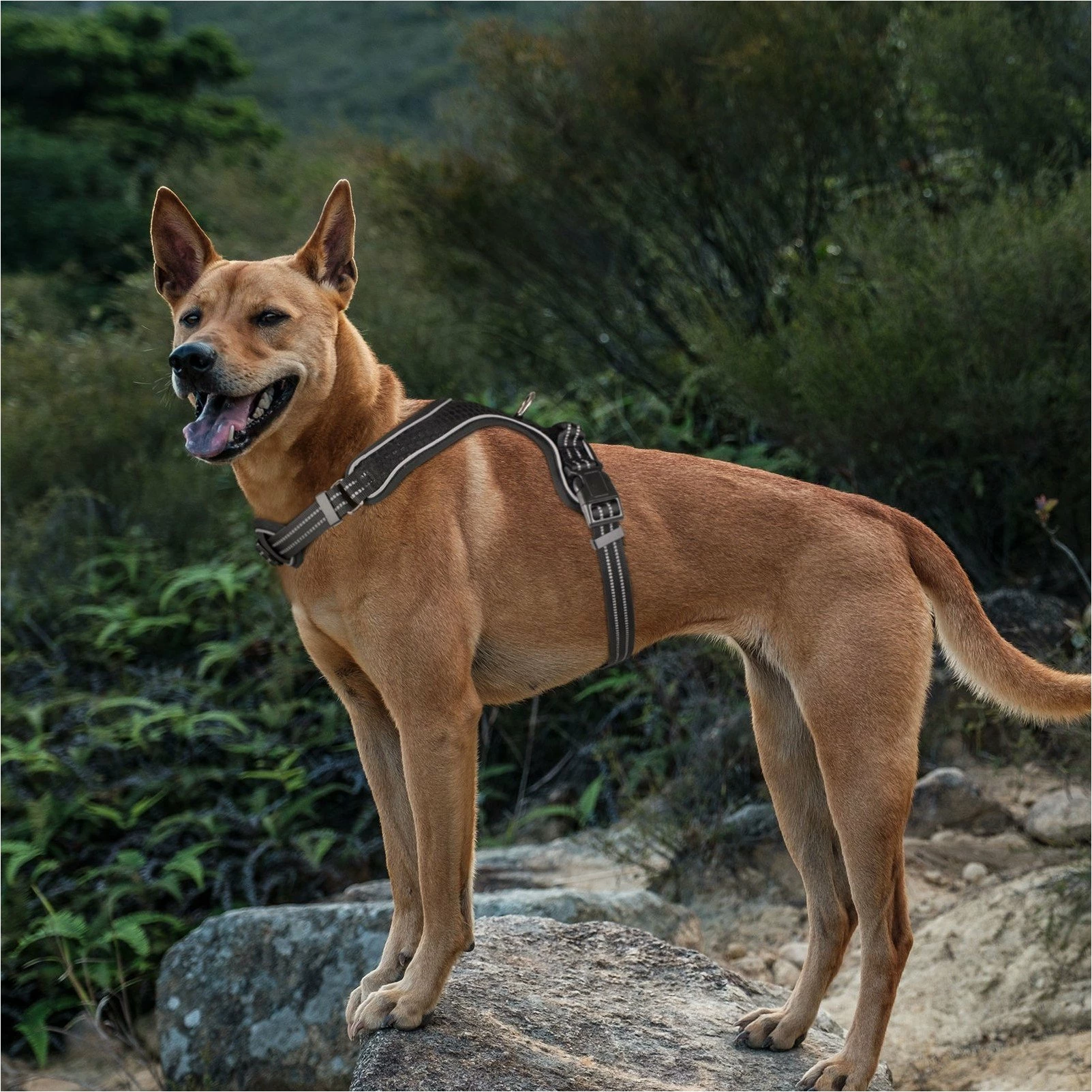 Harne për qen Barry King reflektuese, madhësia XL, e zezë