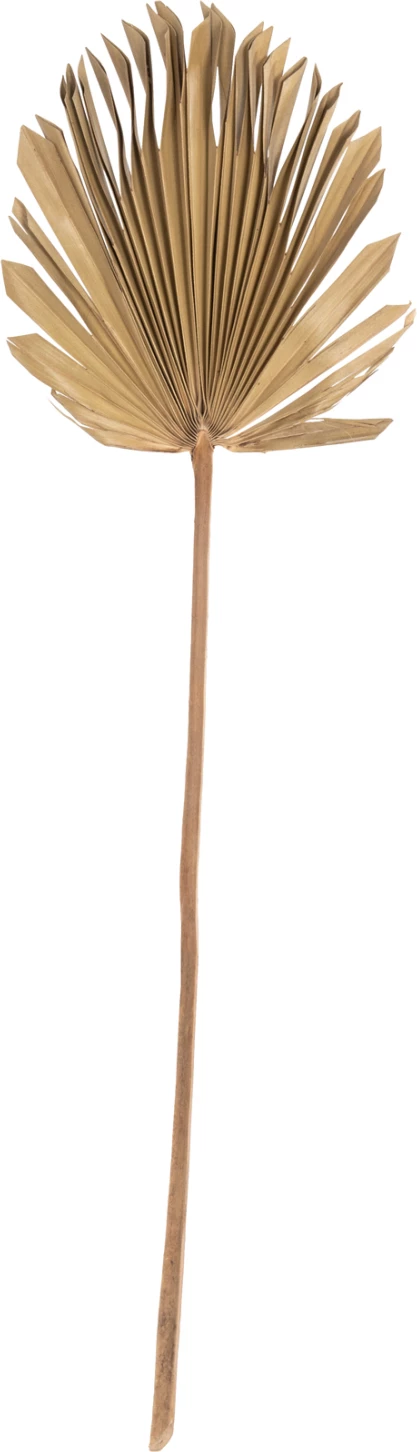 Dekor muri FH7876, gjethe palme e tharë, ngjyrë natyrale, 30x102x3 cm